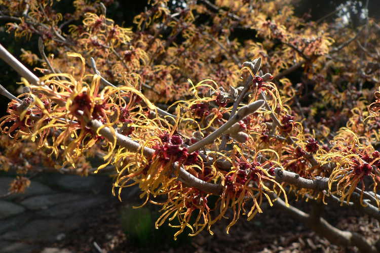 Hamamelis ×intermedia 'Jelena' (copper-flowered common witchhazel)