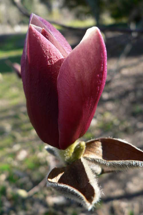 Magnolia 'Darrell Dean' (Gresham hybrid magnolia)