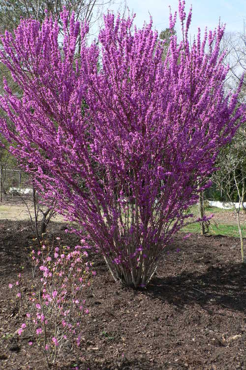 Cercis chinensis 'Kay's Early Hope' (Chinese redbud)