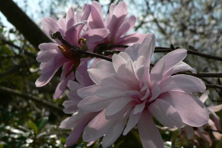 Magnolia stellata 'Jane Platt' (star magnolia)