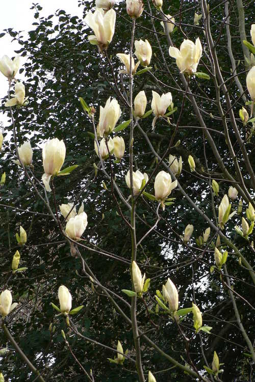 Magnolia 'Yellow Lantern' (yellow magnolia)