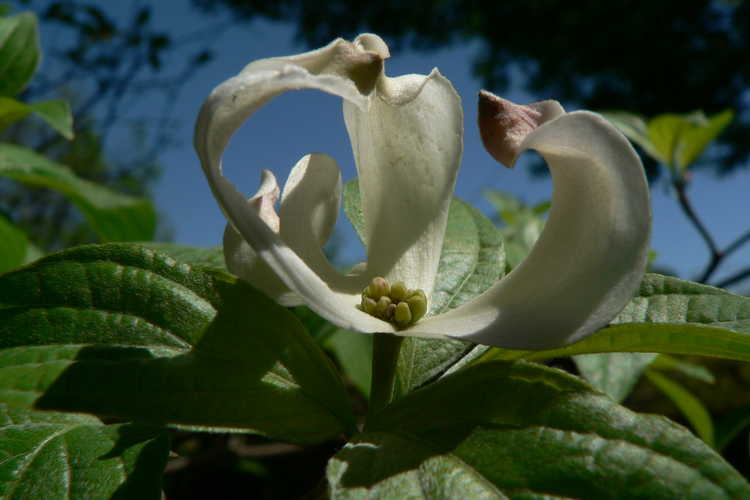 Cornus florida subsp. urbiniana (Mexican flowering dogwood)