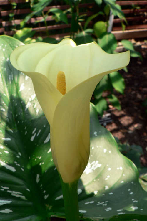 Zantedeschia (calla lily)