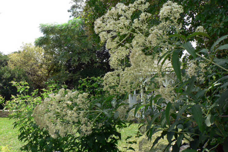 Eupatorium purpureum 'Joe White' (white sweet-scented Joe-Pye weed)