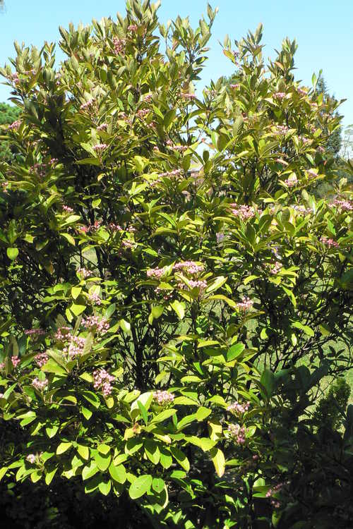 Viburnum nudum (possumhaw viburnum)
