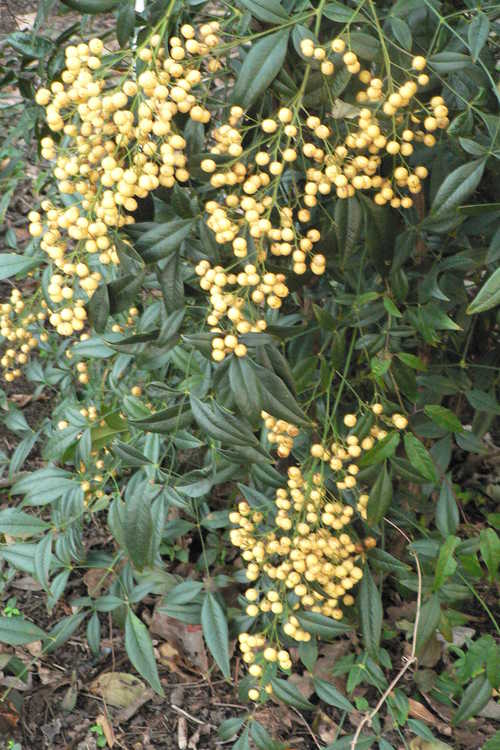 Nandina domestica 'Leucocarpa' (yellow-berried heavenly bamboo)