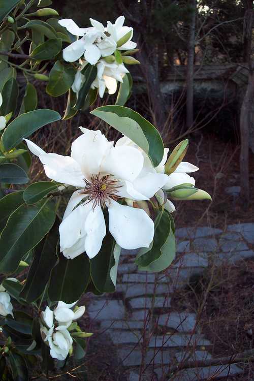Magnolia maudiae (smiling forest michelia)