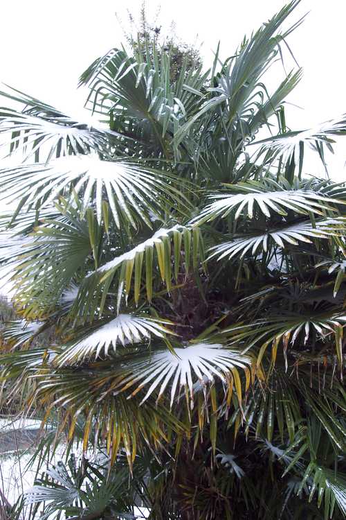 Trachycarpus fortunei (windmill palm)