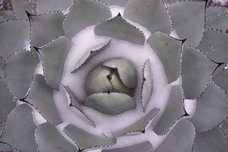 Agave parryi 'J.C. Raulston' (mescal barrel agave)