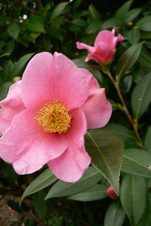 Camellia ×williamsii 'Mary Christian' (Williamsii camellia)