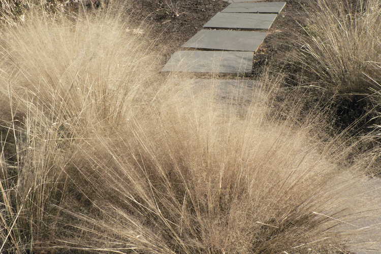 Muhlenbergia capillaris (hairy-awn muhly grass)