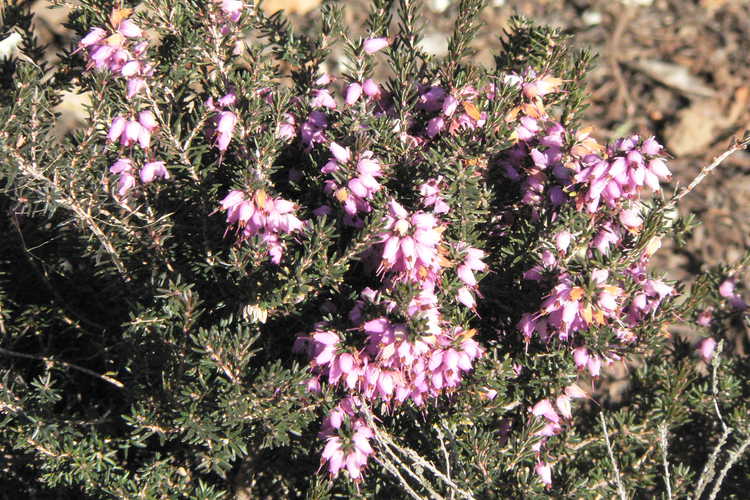 Erica ×darleyensis 'Furzey' (Darley heath)