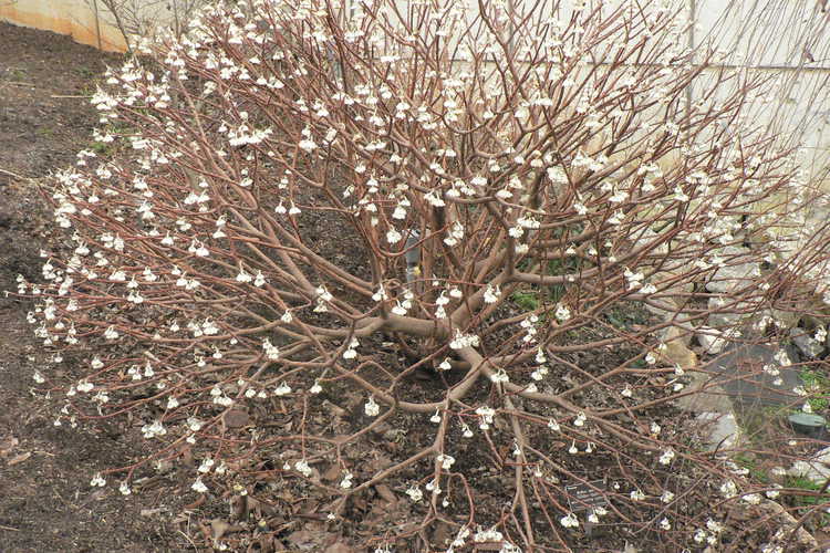 Edgeworthia chrysantha 'Winter Gold' (paperbush)