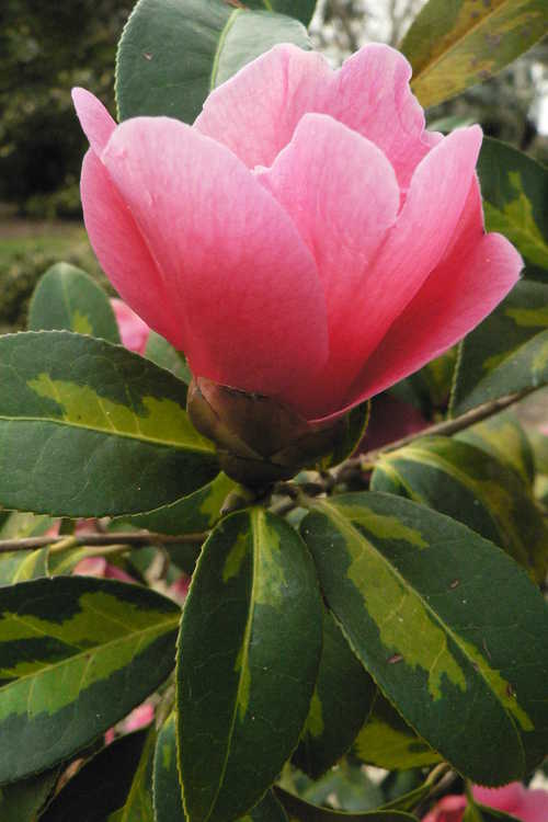 Camellia ×williamsii 'Golden Spangles' (variegated Williamsii camellia)