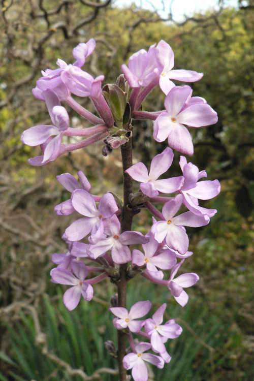 Daphne genkwa (lilac daphne)