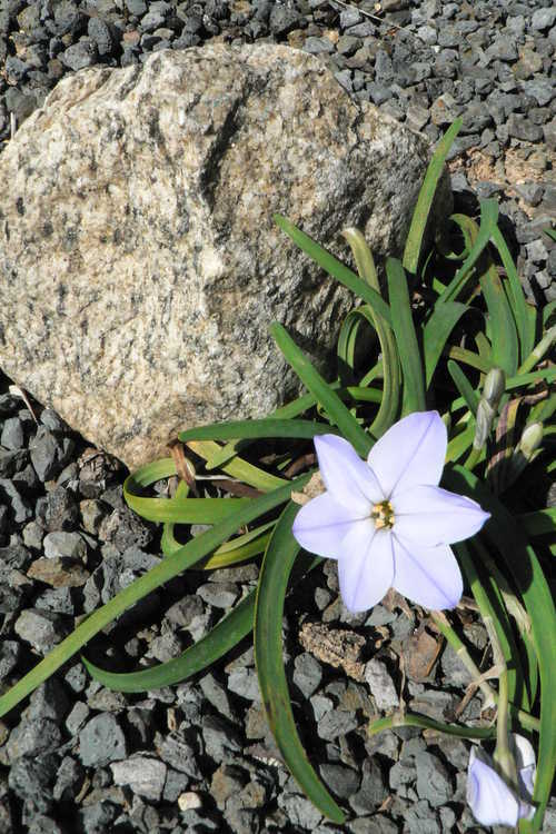 Ipheion uniflorum 'Rolf Fiedler' (spring star flower)