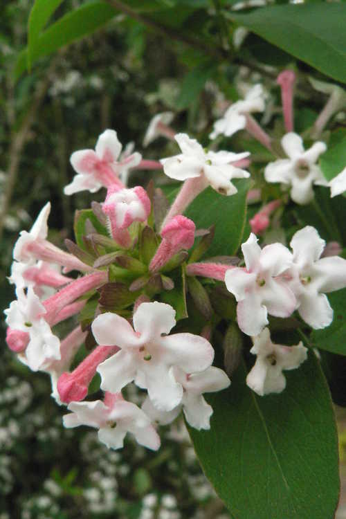 Abelia mosanensis (Mangsan abelia)