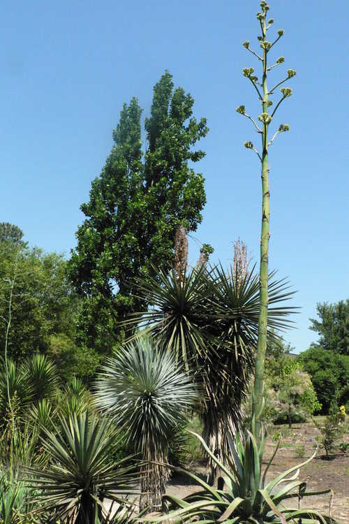 Agave salmiana (century plant)