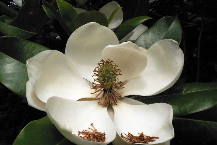 Magnolia 'Freeman' (Freeman hybrid magnolia)