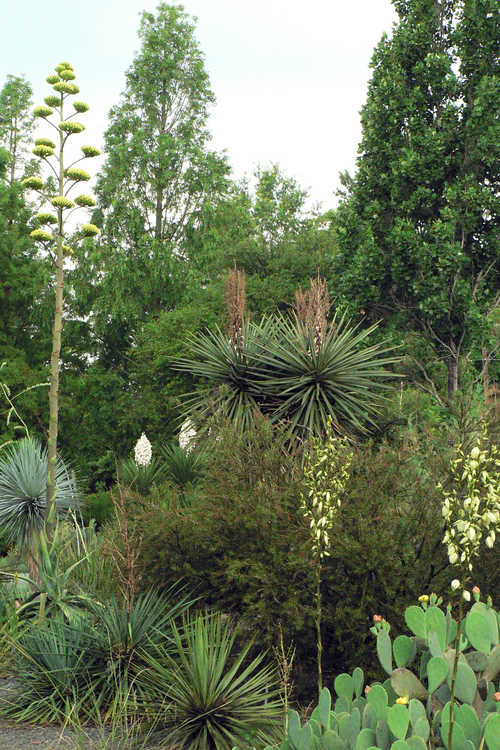 Agave salmiana (century plant) - Xeric Garden
