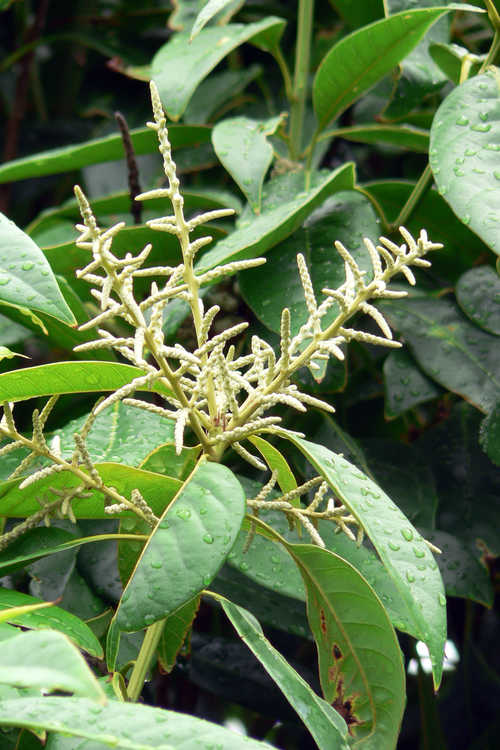 Lithocarpus henryi (Henry tan-bark oak)