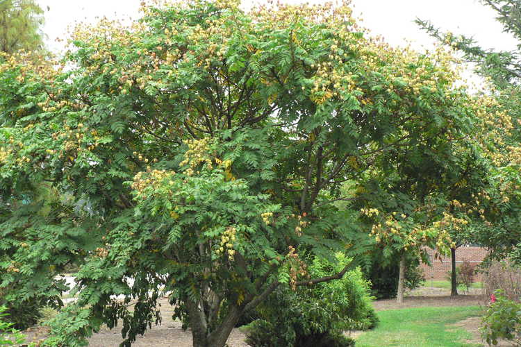 Koelreuteria paniculata 'Beachmaster' (dwarf goldenrain tree)