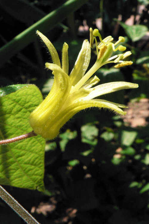 Passiflora citrina (citrus-yellow passion flower)