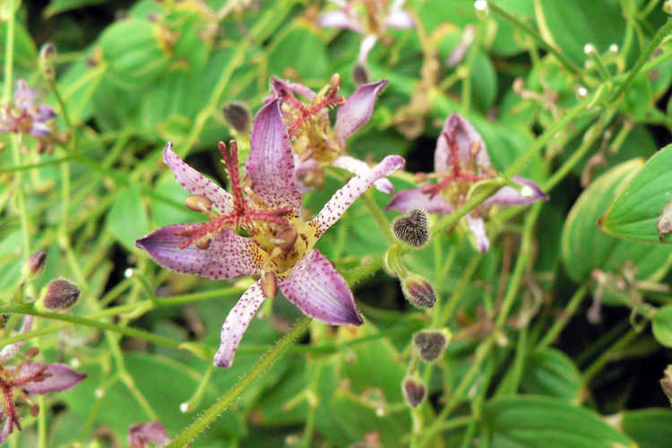 Tricyrtis formosana 'Samurai' (toad lily)