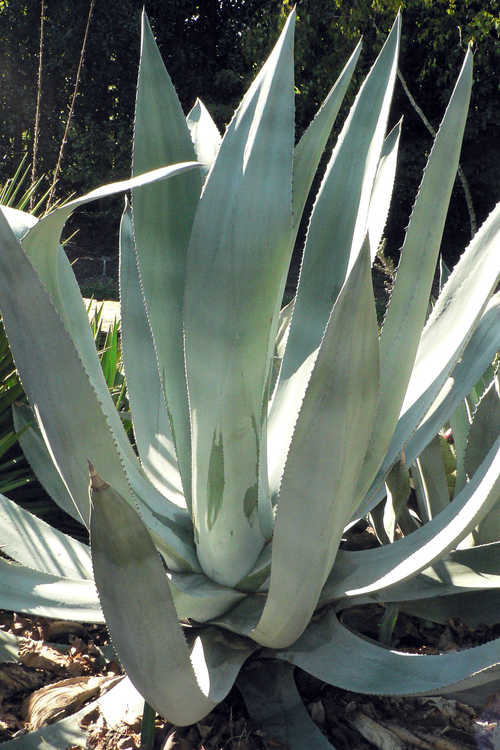 Agave ×protamericana (hardy century plant)