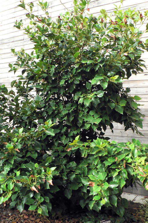 Exbucklandia populnea (Malayan aspen)