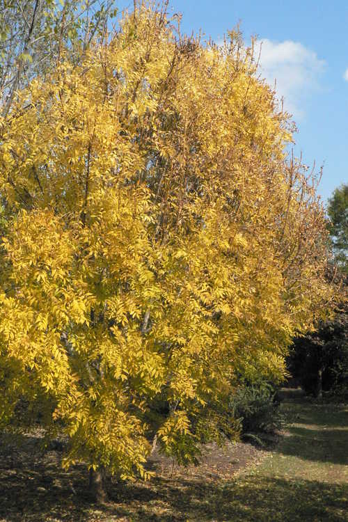 Fraxinus excelsior 'Aureafolia' (Golden Desert gold-twig European ash)