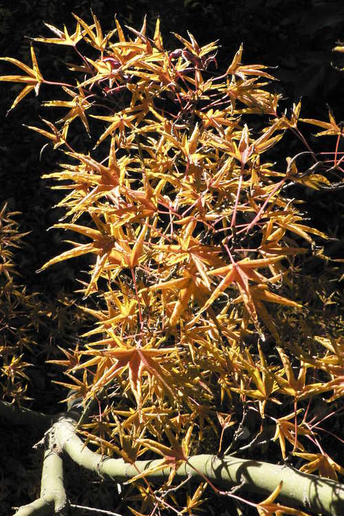 Acer palmatum 'Okushimo' (tube-leaf Japanese maple)