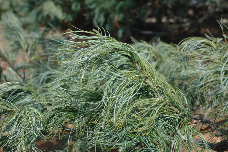 Pinus strobus 'Torulosa' (curly-leaf eastern white pine)