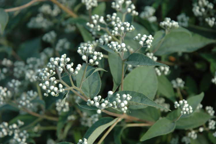 Deutzia setchuenensis var. corymbiflora (Sichuan deutzia)