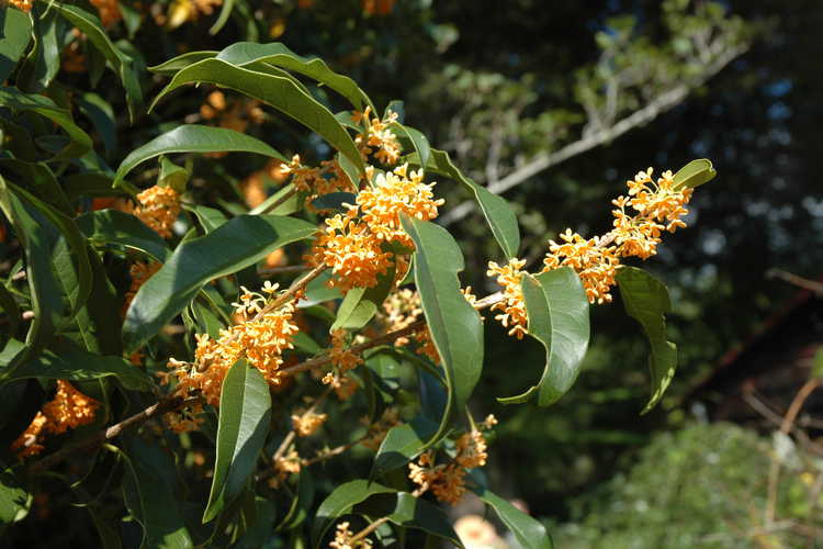 Osmanthus fragrans f. aurantiacus (orange sweet-olive)