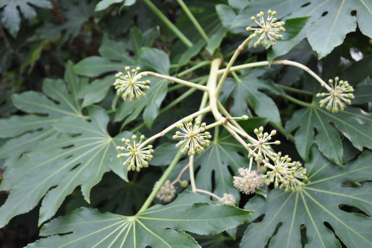 Fatsia japonica (Japanese fatsia)