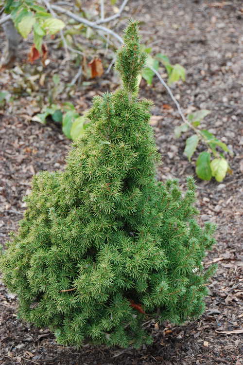 Picea glauca 'Delp's Dwarf' (dwarf white spruce)