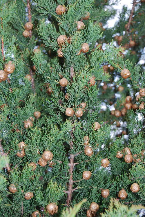 Cupressus sempervirens (Italian cypress)