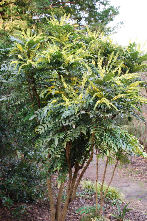 Mahonia ×media 'Buckland' (grapeholly)