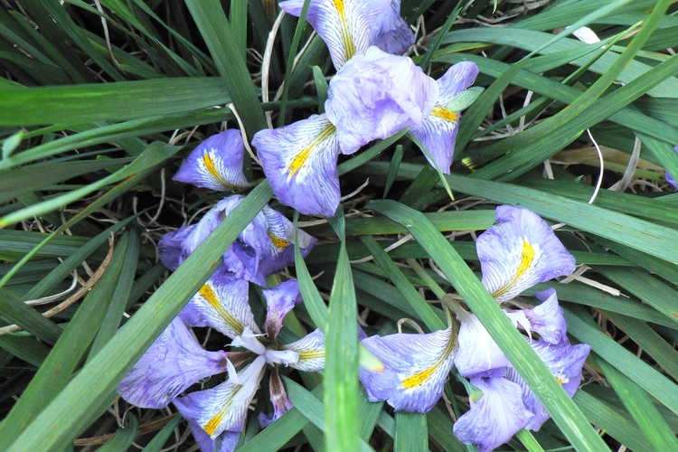 Iris unguicularis (winter flowering iris)
