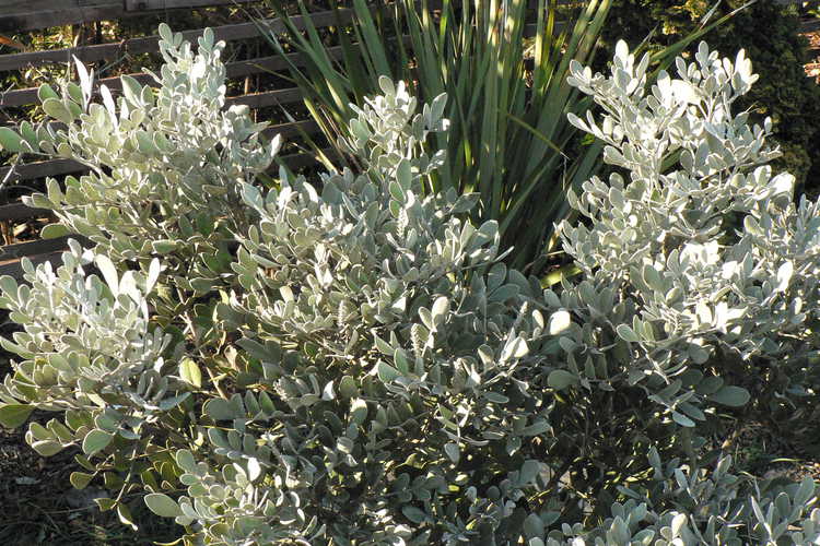 Calia secundiflora 'Silver Peso'