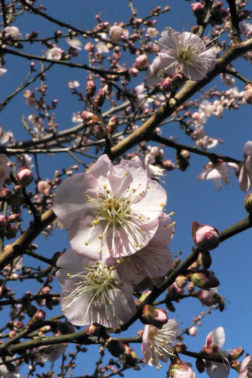 Prunus mume 'Trumpet' (pink Japanese flowering apricot)