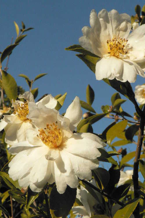 Camellia 'Snow Flurry' (Ackerman hybrid camellia)
