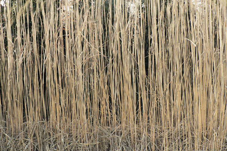 Miscanthus floridulus (giant maiden grass)