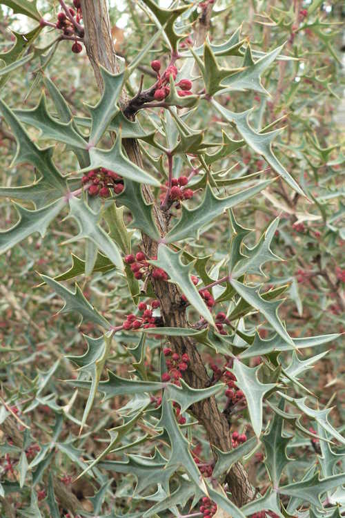 Mahonia trifoliolata (algerita)