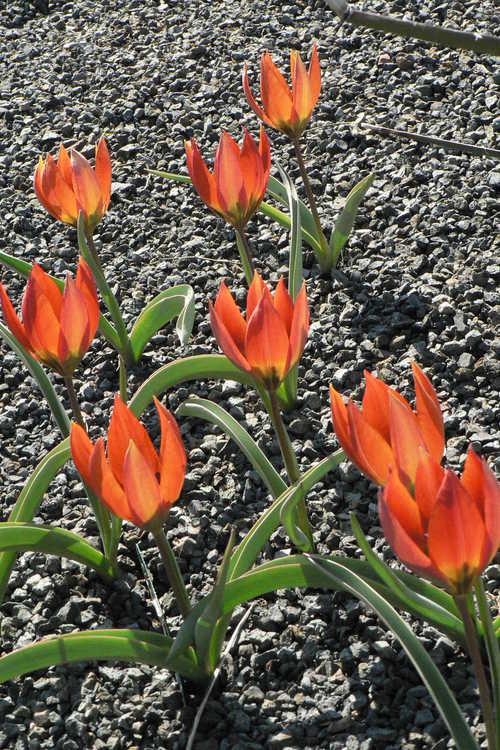 Tulipa orphanidea subsp. whittallii (Whittal tulip)