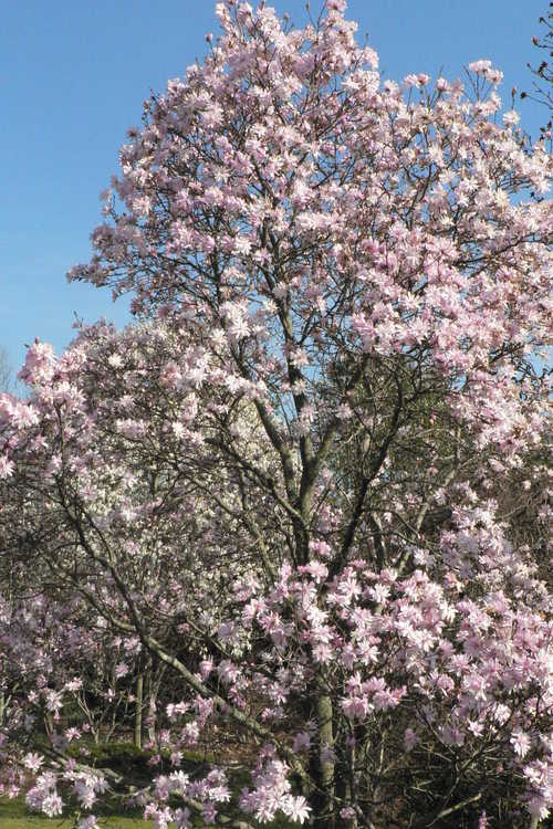 Magnolia stellata 'Chrysanthemumiflora' (many-petalled star magnolia)