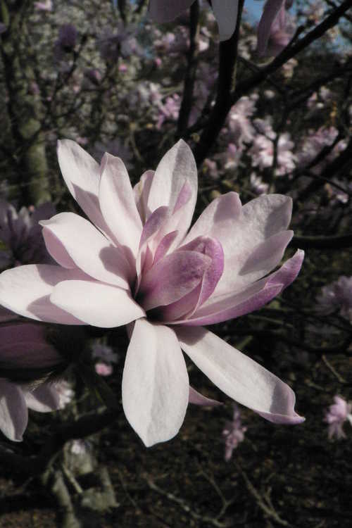 Magnolia stellata 'Chrysanthemumiflora' (many-petalled star magnolia)
