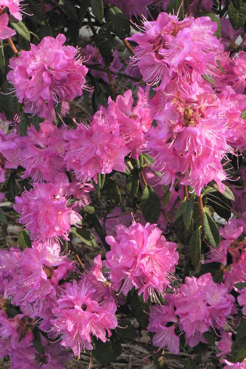 Rhododendron 'Yoshino' (Japanese hybrid azalea)
