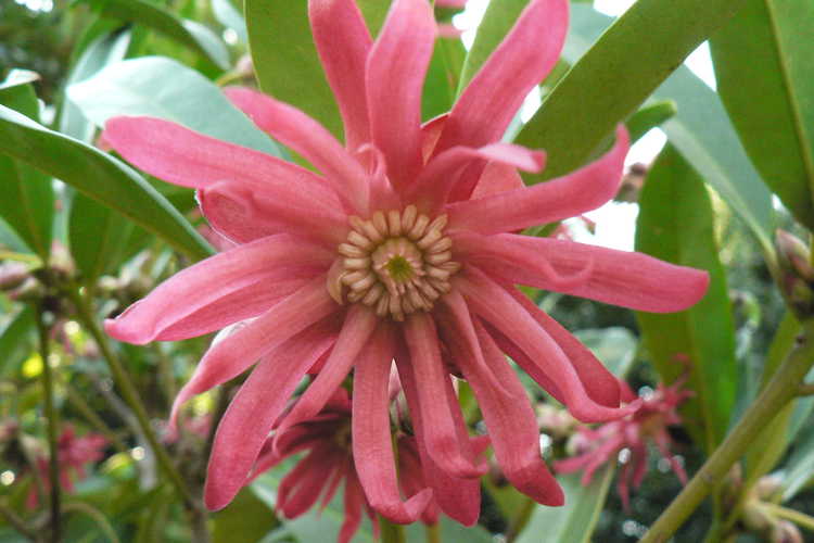 Illicium 'Woodland Ruby' (pink anise)